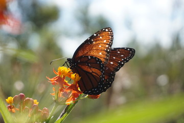 Fototapeta na wymiar Monarch butterfly on wildflowers 