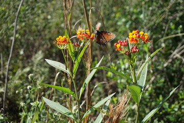 Butterfly pollinating wildflowers