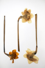 Dried and Pressed Flat Lay Spring Daffodil Flower Petals