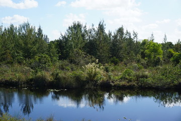 Fototapeta na wymiar Florida Everglades River