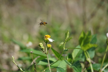 Bee pollinating in nature