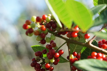 Wild multi colored berry trees in nature