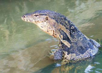 wild animal lizard climbs out of the water