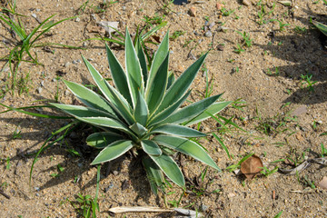 Queen Victoria agave in the garden.