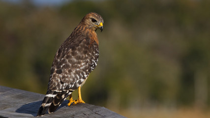 Red Shouldered HAwk