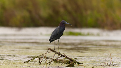 Little Blue Heron