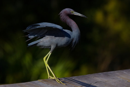 Little Blue Heron