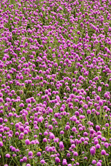 Beautiful Gomphrena purple flowers in the garden