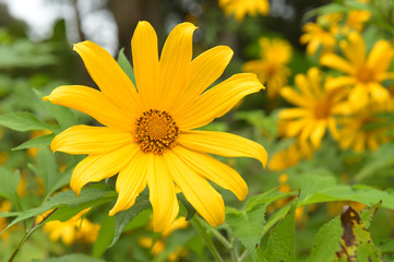 Beautiful yellow cosmos flowers in the garden