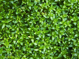 Fototapeta na wymiar A flower-bed of green ornamental plant with small elegant leaves in summer makes an abstract background