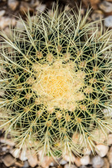top view closeup cactus prickly spikes