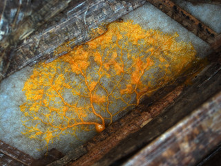 A yellow veiny plasmodium of a Physarum slime mold, or myxomycete, is crawling and moving on a substrate. Slime moulds are special organisms that gather from many microscopic unicellular amoebae