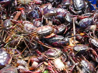 balck and red field crabs