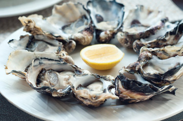 Oysters on a plate