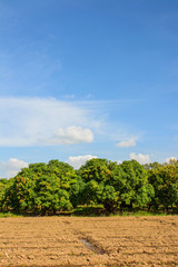 Fototapeta na wymiar Mango field,mango farm with blue sky background.Agricultural concept.
