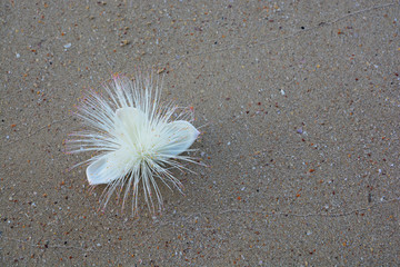 Fish Poison Tree flowers on the beach