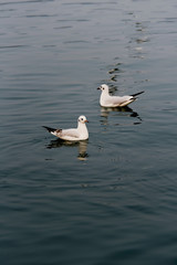 Fototapeta na wymiar Siberian egret in water