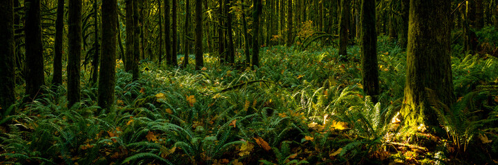 Panoramic view of green, pacific northwest, forest floor with lush ferns and golden light