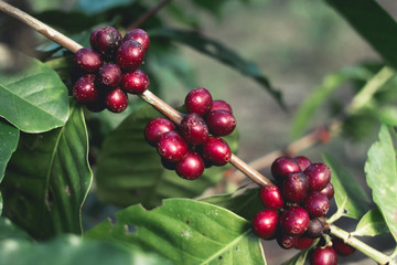 Good quality Arabica coffee on high mountain. In Southeast Asia thailand