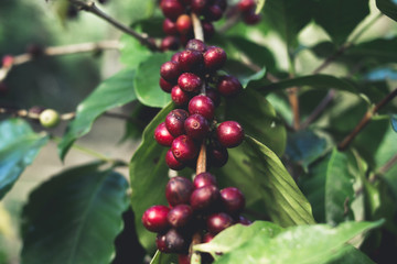 Good quality Arabica coffee on high mountain. In Southeast Asia thailand