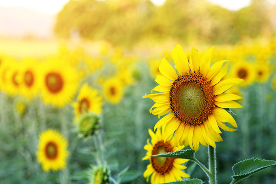 Abstract background of sunflower among sunlight