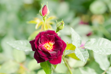 Beautiful rose flower blossom in a garden