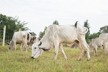 Cows are walking and eating grass in a field, livestock in Thailand