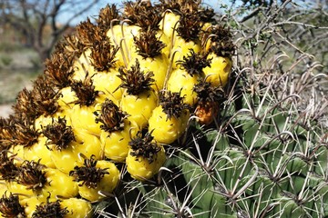 Closeup of yellow desert cactus flower fruit