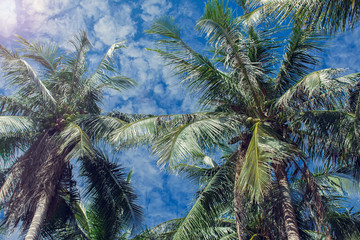 Coconut palms and blue sky with light clouds