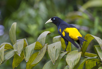 Yellow-rumped cacique over Yanayacu River