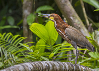 Rufescent tiger heron at Yanayacu River
