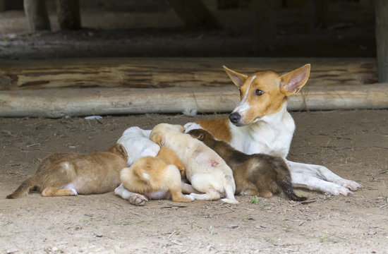 Female dog with pappies