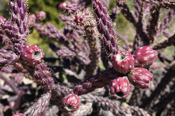 Closeup of red desert cactus fruits