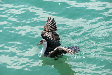 Pied Cormorant or Shag