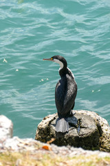 Pied Cormorant or Shag