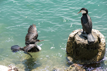 Pied Cormorant or Shag