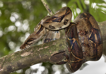 Emperor boa (Boa constrictor imperator) on a tree