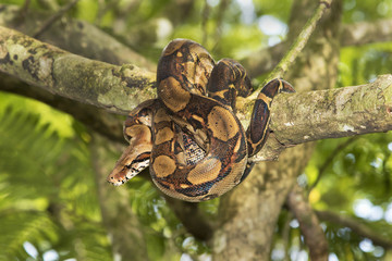 Emperor boa (Boa constrictor imperator) on a tree
