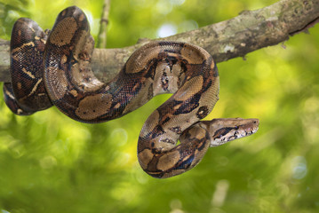Emperor boa (Boa constrictor imperator) on a tree