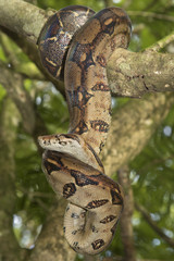 Emperor boa (Boa constrictor imperator) on a tree