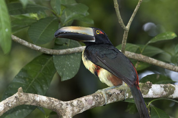 Collared Aracari (Pteroglossus torquatus), Tortuguero, Costa Rica