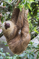 Fototapeta premium Two-toed sloth hanging and sleeping on a tree