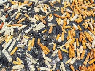 Secado de distintos tipos de maíz