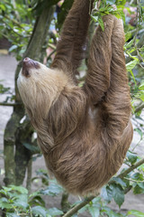 Sleeping two-toed sloth © Natalia Kuzmina
