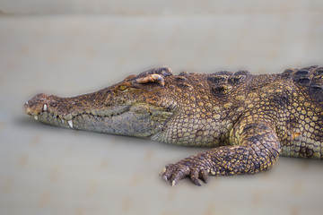 lying crocodile closeup