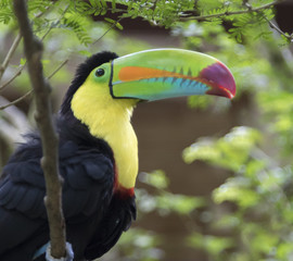Keel-Billed Toucan Close Up