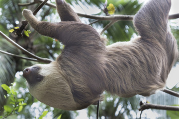 Two-toed sloth on a tree © Natalia Kuzmina