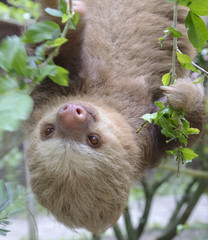 Portrait of baby two-toed sloth © Natalia Kuzmina