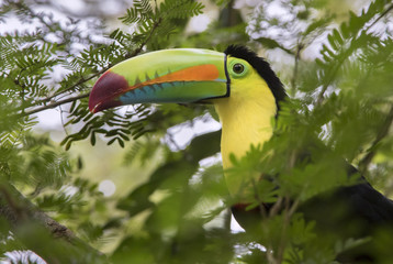 Keel-Billed Toucan