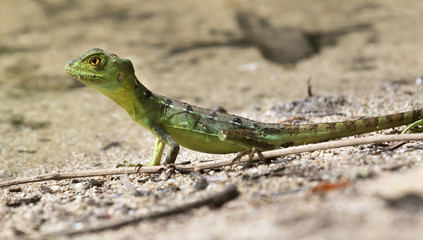 Green basilisk